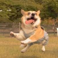 爆笑面包呀