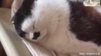这只猫咪每次一犯错被妹子教训，就闭起眼睛装睡觉，真会装死啊！