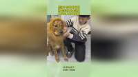 熊孩子给狗狗化妆，将是装扮成金钱豹，从此走上狗生巅峰！