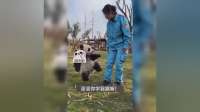 萌宠相伴，欢乐满屋——熊猫萌宝日常