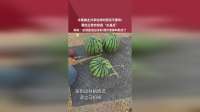 水果摊主分享这样的西瓜不要吃!看似正常实际是“水晶瓜”，网友应该是泡过水的 我们老家叫熟烫了