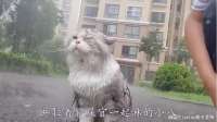 猫咪临死前强撑最后一口气回到家中，接下来，你们都忍住别哭