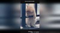 犯困小猫 感觉它在演我！