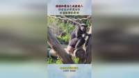 猩猩知道自己屁股迷人，接着展示雷霆动作，故意给游客看到！