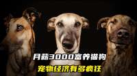 月薪3000富养猫狗，宠物经济有多疯狂