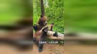 熊出没，带你认识9种不同的熊