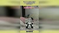 妻子生气不盖被子闹脾气，丈夫出招轻松拿捏局面，这操作真绝了