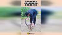 印度小伙发现异常，仅用水管就解救小狗，毒蛇压根无计可施！