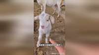 没事别瞎扒拉