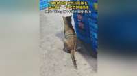猫咪挠痒后突然抽搐，网友：代码bug了