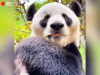 果粒城竹子揭秘：脆嫩多汁，为何与寻常不同？
