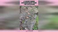 士兵清理野外蝴蝶雷，这种地雷用来阻碍行军路线，不会有生命危险