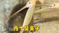俩夹子，不吃瞎夹啥，本豚真服了