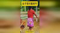 女子背对着老牛，结果被老牛攻击了