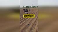 别以为种地只是犁地，压地才藏着真功夫