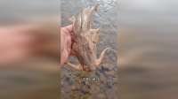 带你认识10种不同的鱼，看你认识几种