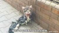 骨瘦如柴的流浪猫，在生命的最后一刻，终于遇见了心软的神