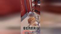 爱吃肉的狗子，生活过的滋润