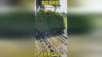 智能插秧机，这效率杠杠的