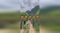 大哥百亩甘蔗地丰收，乡亲协作忙收割，黑皮甘蔗满田尽是丰收景