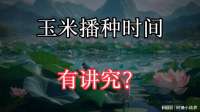 玉米播种时间有讲究？快来看专家讲解！