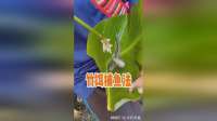 越南竹饵捕鱼法揭秘：无钩无竿，蠕虫诱鱼瞬间提竿奇技！