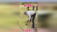 镰刀割稻谷，手法太专业了！