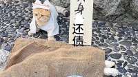 被拍卖还债的狸花猫！