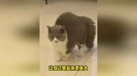 这些猫咪冷知识你知道吗？