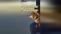 骑电动车带狗兜风，竟是狗的“刷抖音”？真相让人意外